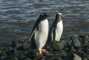 gentoo pingvin, antartika foto