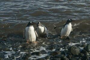 gentoo pingvin, antartika foto