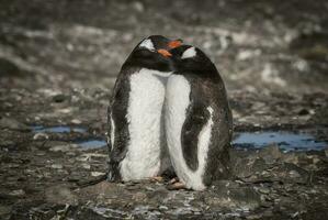 gentoo pingvin, antartika foto