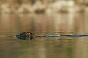 coipo, myocastor coypus, la pampa provins, patagonien, argentina. foto