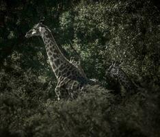 giraff i de djungel livsmiljö, afrika foto