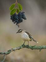 vit banded härmfågel, patagonien, argentina foto