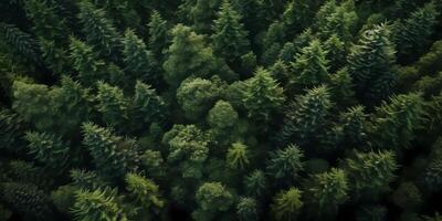 grön tall skog suddig bakgrund, ai genererad foto