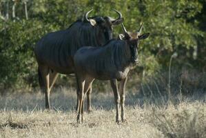 svart gnu, kruger nationell parkera söder afrika foto