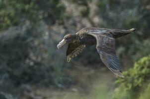 jätte petrel i flyg, halvö valdes, patagonien, argentina. foto