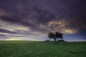 solnedgång calden träd landskap, la pampa provins, patagonien, argentina. foto