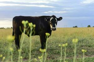 nötkreatur i argentine landsbygd, la pampa provins, argentina. foto