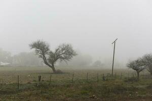 ensam träd i tjock dimma på gryning, i pampas landskap, la pampa provins, patagonien, argentina. foto