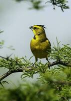 gul kardinal, gubernatrix cristata, endangered arter i la pampa, argentina foto