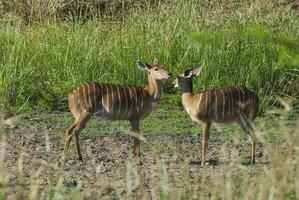 nyala kvinna dricka, kruger nationell parkera, söder afrika foto