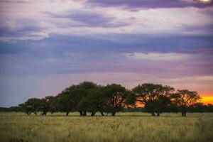 pampas calden träd landskap, la pampa provins, patagonien, argentina foto