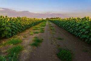 pampas solros landskap , la pampa provins, patagonien argentina foto