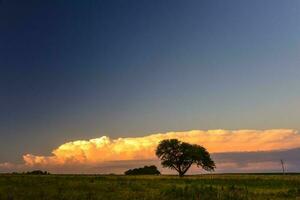 pampas träd landskap med en storm i de bakgrund, la pampa provins, argentina foto