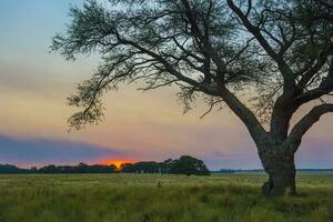 pampas träd landskap på solnedgång, la pampa provins, argentina foto