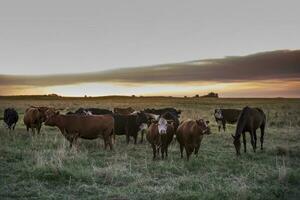 ko besättning i pampas landskap, la pampa provins, patagonien, argentina. foto