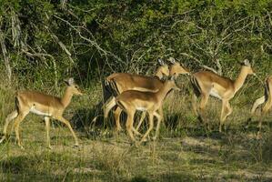 impala betning , kruger nationell parkera, söder afrika foto