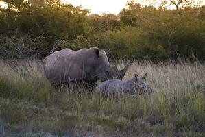 vit noshörning mor och bebis, kruger nationell parkera, söder afrika foto