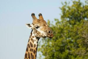 giraff kruger nationell parkera söder afrika. foto