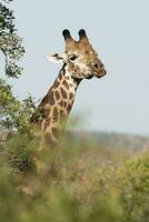 giraff kruger nationell parkera söder afrika. foto
