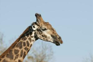 giraff kruger nationell parkera söder afrika. foto