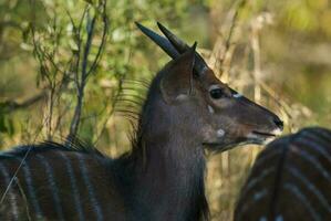 nyala antilop manlig och kvinna , kruger nationell parkera, söder afrika foto