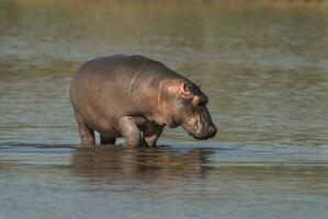 flodhäst amfibie i vattenhål, kruger nationell park, söder afrika foto