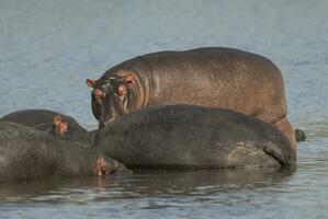 flodhäst amfibie i vattenhål, kruger nationell park, söder afrika foto