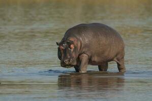 flodhäst amfibie i vattenhål, kruger nationell park, söder afrika foto