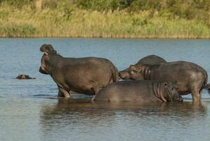 flodhäst amfibie i vattenhål, kruger nationell park, söder afrika foto