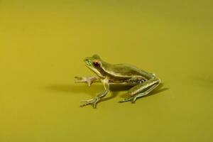 montevideo trädgroda, hyla pulchela, la pampa, patagonien, argentina. foto