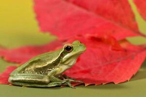 montevideo trädgroda, hyla pulchela, la pampa, patagonien, argentina. foto