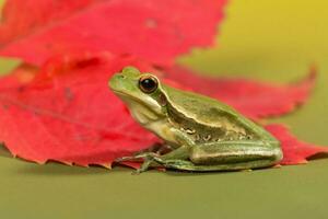 montevideo trädgroda, hyla pulchela, la pampa, patagonien, argentina. foto