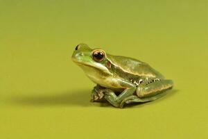 montevideo trädgroda, hyla pulchela, la pampa, patagonien, argentina. foto