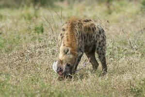 hyena äter, kruger nationell parkera, söder afrika. foto