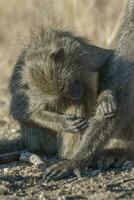 babian, kruger nationell parkera, söder afrika foto