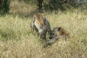 hyena äter, kruger nationell parkera, söder afrika. foto