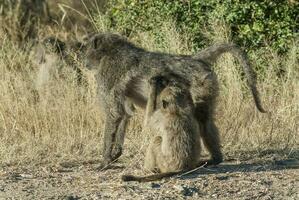 babian, kruger nationell parkera, söder afrika foto