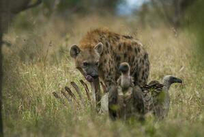 hyena äter, kruger nationell parkera, söder afrika. foto