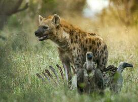 hyena äter, kruger nationell parkera, söder afrika. foto