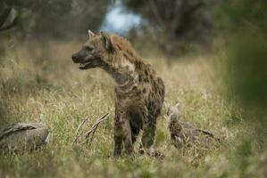 hyena äter, kruger nationell parkera, söder afrika. foto