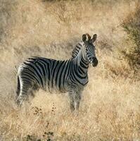 allmänning zebra, söder, afrika foto