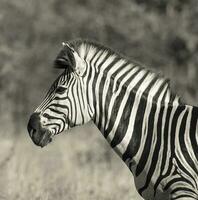 allmänning zebra, söder, afrika foto