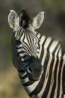 allmänning zebra, kruger nationell parkera, söder afrika. foto
