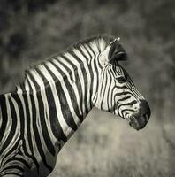 allmänning zebra, söder, afrika foto