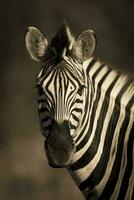 allmänning zebra bebis, kruger nationell parkera, söder afrika. foto