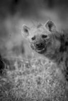 hyena äter, kruger nationell parkera, söder afrika. foto