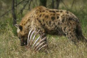 hyena äter, kruger nationell parkera, söder afrika. foto