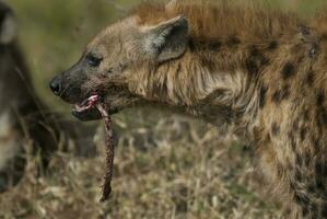 hyena äter, kruger nationell parkera, söder afrika. foto