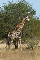 giraff kruger nationell parkera söder afrika. foto