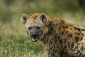 hyena äter, kruger nationell parkera, söder afrika. foto